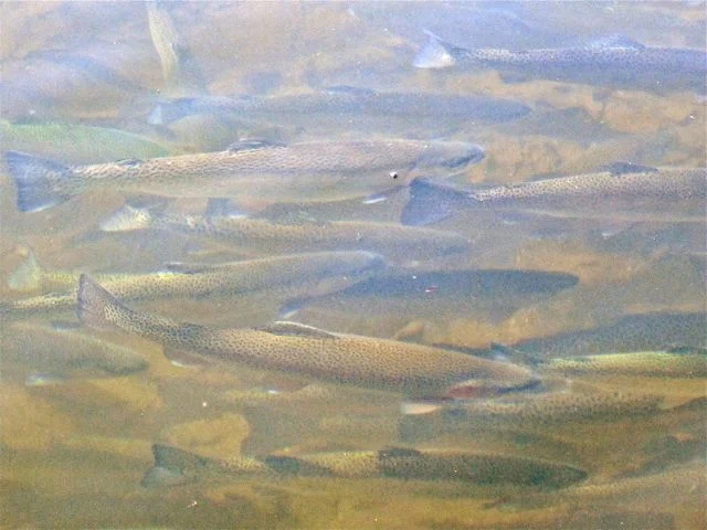 trout1.jpg