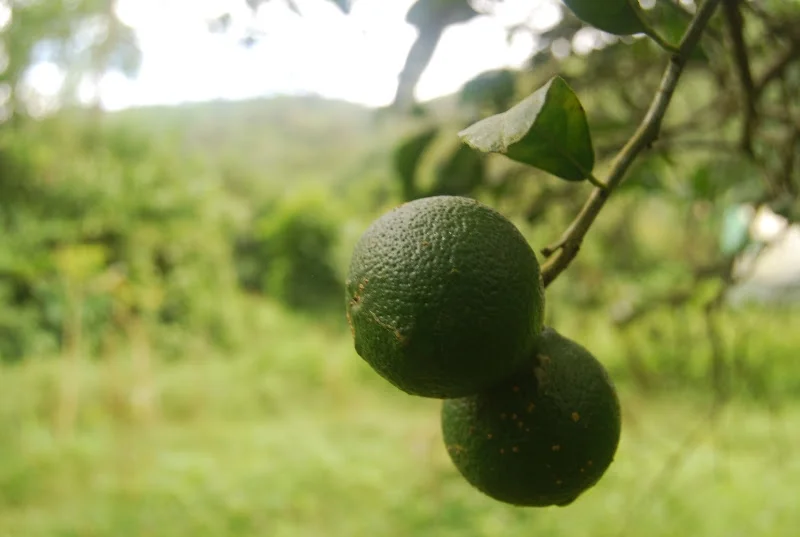 green lemon.jpg