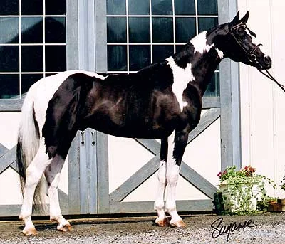 Solei's Sire: State of Art