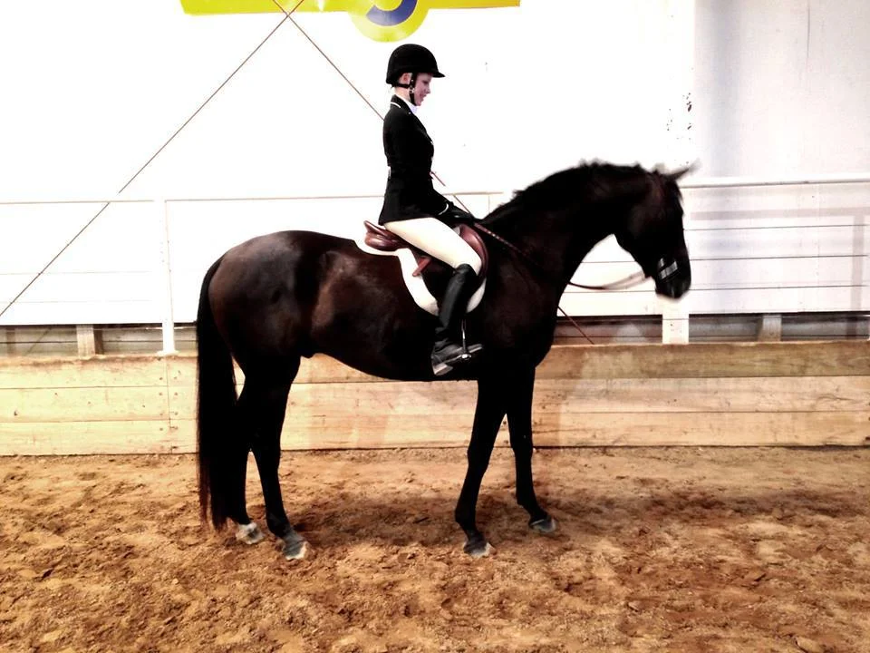 Rosenstyle- 5 yo Gelding by Rosenthal
