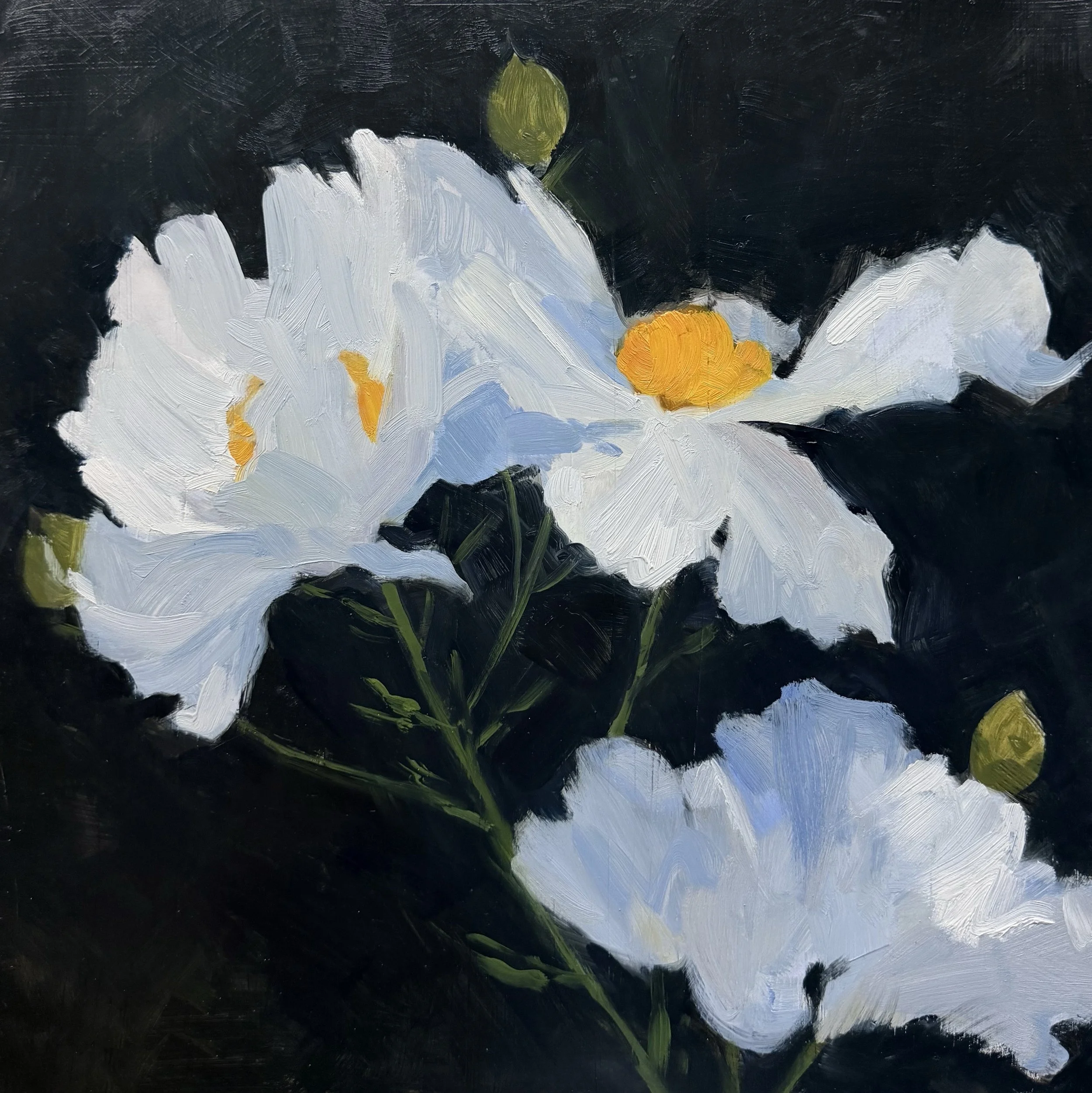Matilija Poppies II.JPG