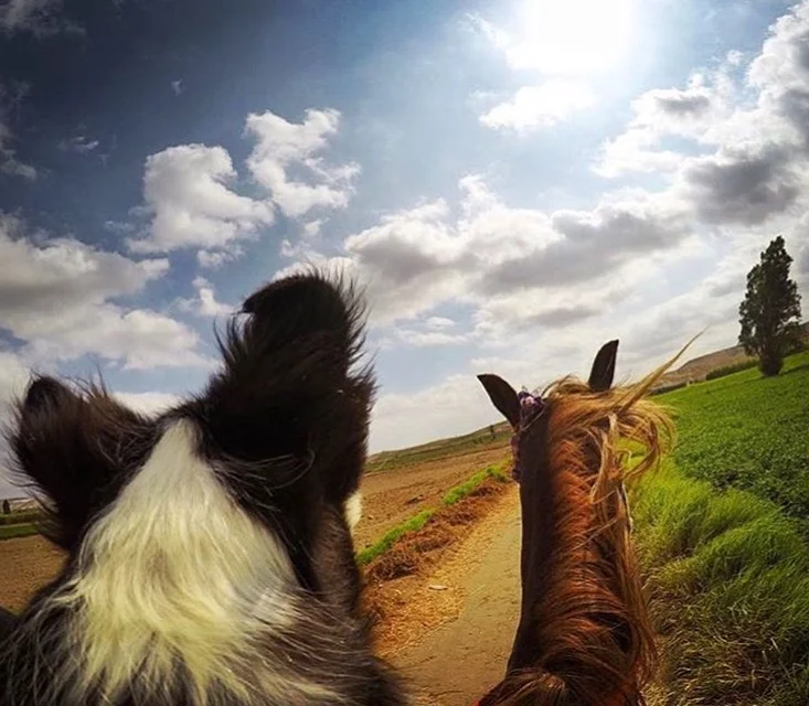 One of my favorite contributors, 🔷 @francb07 🔷 got a new puppy. Meet ILLARY! Tag your photo #lifebetweentheears for a chance to be featured. Ride On! #theworldfromasaddle #rideon #equestriantravel #equestrianphotography #equestriangreetingcards #lotsofears #dogsridinghorses #socutecantstandit #tinyvacationinabox #newpuppy #peru #bordercollie #illery #thankyou #francb07