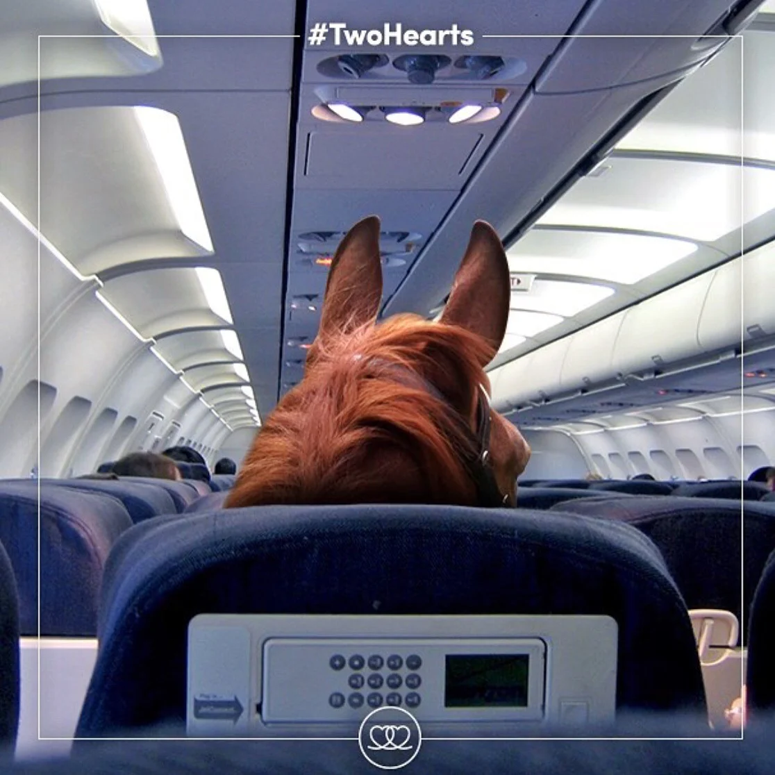 Two days until The Olympics in Rio begin for equestrians! Thanks to 🔷 @fei_global 🔷 for sharing this photo of, you know, the horses headed to Rio.... on First Class. 😉 Equestrian sports are at risk in the Olympics. Please tag your posts about Olympic equestrians with 🔷 #TwoHearts 🔷 and 🔷 #JoinTheJourney 🔷 to help show support for our sport and ensure that we remain part of the Olympics. Read more about it here: http://www.noellefloyd.com/watch-rio-olympics-equestrian-sports/ Thank you to 🔷 @noellefloydmagazine 🔷 for bringing these hashtags to our attention. Eventing begins Saturday 8/6 - Tuesday 8/9, Dressage begins Wednesday 8/10 - Friday 8/12, and Jumping begins Sunday 8/14 - Friday 8/19. Below is a link to the Equestrian Schedule according to different timetables for the Olympics: http://time.unitarium.com/rio-2016/Equestrian Tag your photo #lifebetweentheears for a chance to be featured. Ride On! #theworldfromasaddle #rideon #equestriangreetingcards #tinyvacationinabox #equestrianphotography #eventing #dressage #showjumping #equestrianolympics #31summerolympics #2016summerolympics #rio #thankyou #feiglobal #noellefloydmagazine #equestriansportsresource #twohearts #jointhejourney