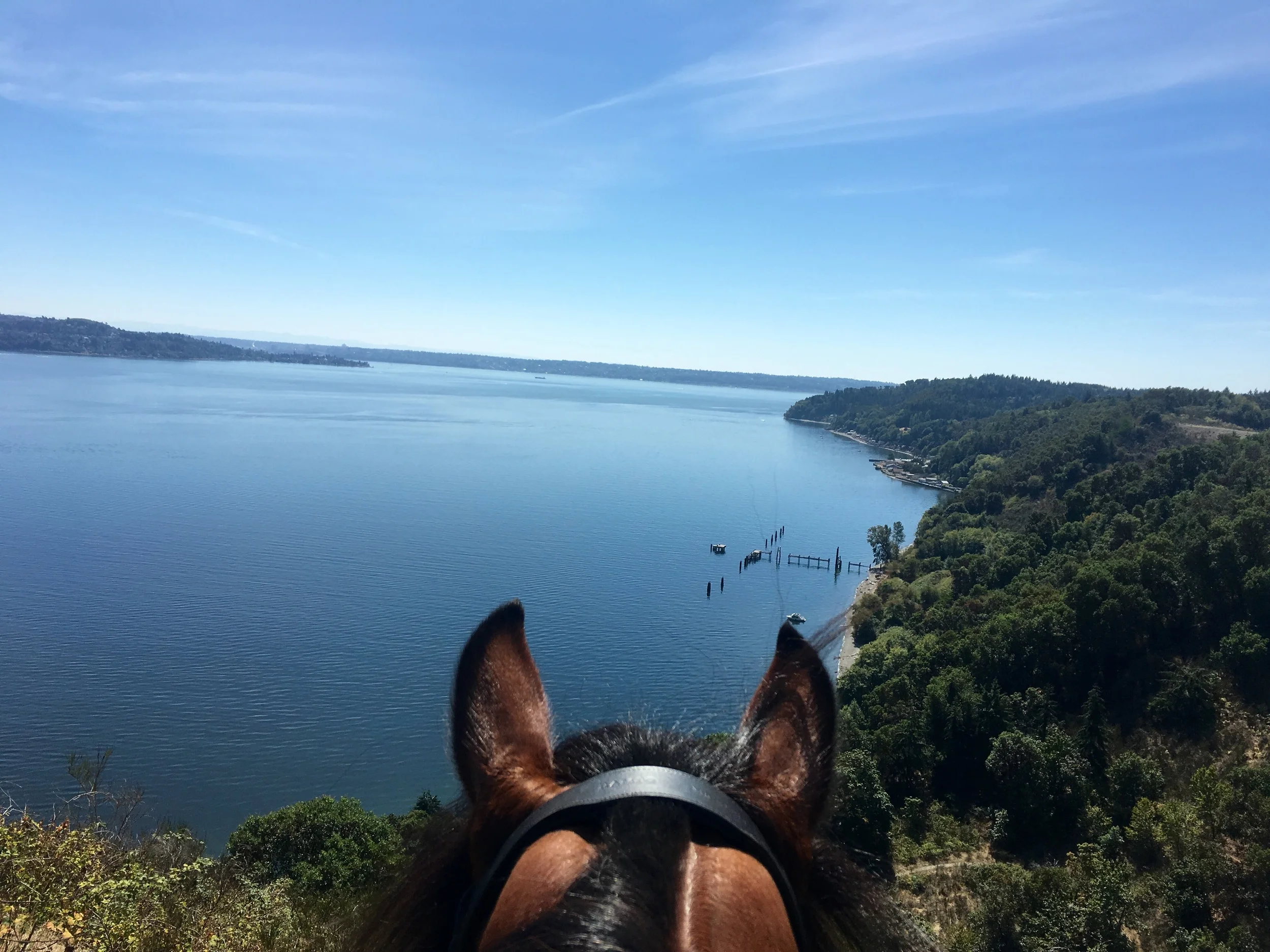 Quintessential summer Sunday ride in my hood on Vashon Island in my favorite spot overlooking Puget Sound. And inaugural ride in my new Rambo Micklem Bridle from 🔷@Horseware. 🔷 My Welsh Cob is extremely head and poll sensitive so I've been anxious to try this bridle - Happy to report no head tossing and less fussiness. I think they're onto something; it avoids the major pressure points on the horses's head. I watched this video on Youtube to understand how it works. Anxious to try it in my dressage work. Thanks so much 🔷 @horseware 🔷! 😘 Buy it here. https://www.horseware.com/na/ https://www.youtube.com/watch?v=qDX2ueu7jbs&autoplay=1&app=desktop A Bridle for Unrivaled Comfort Designed to comfortably fit the shape of the horse’s skull, avoiding pressure on sensitive areas. The Micklem Competition bridle is a show quality bridle made from hand finished leather with soft padding on the headpiece, browband, noseband and cheekpieces. Comes with tongue protection bit clips and 2 sets of bit straps. Cannot be used as a bit-free bridle or lunge Cavesson. Show quality rubber reins included. http://shop.horseware.com/p/rambo-micklem-original-competition-bridle Tag your photo #lifebetweentheears for a chance to be featured. Ride On! #theworldfromasaddle #rideon #equestriangreetingcards #penandpaper #snailmail #bestequestriangifts #tinyvacationinabox #pinterest #equestrianphotography #sundayfunday #pugetsound #vashonisland #mauryisland #thankyou #horseware #rambo #comfortbridle #micklembridle