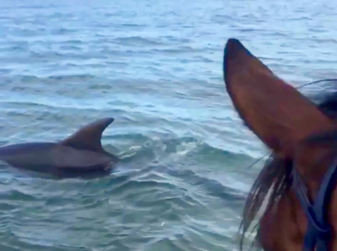 Thanks to our friends over at Horse Network for sharing this delightful video this morning. Have a great week everybody! 🐬 🐴 Tag your photo #LifeBetweenTheEars for a chance to be featured.