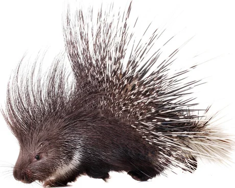Porcupine.jpg