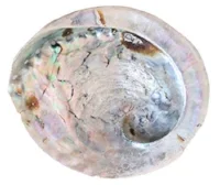 Mother of Pearl Shell.jpg