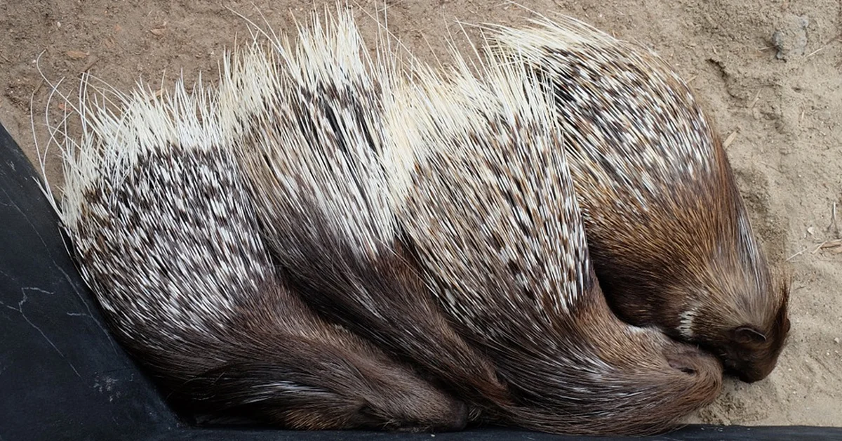 Porcupine Nature.jpg