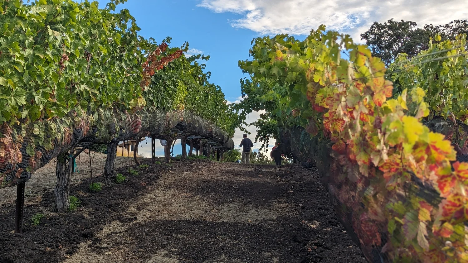 A row of vines in autumn colour, looking down the Lower Field