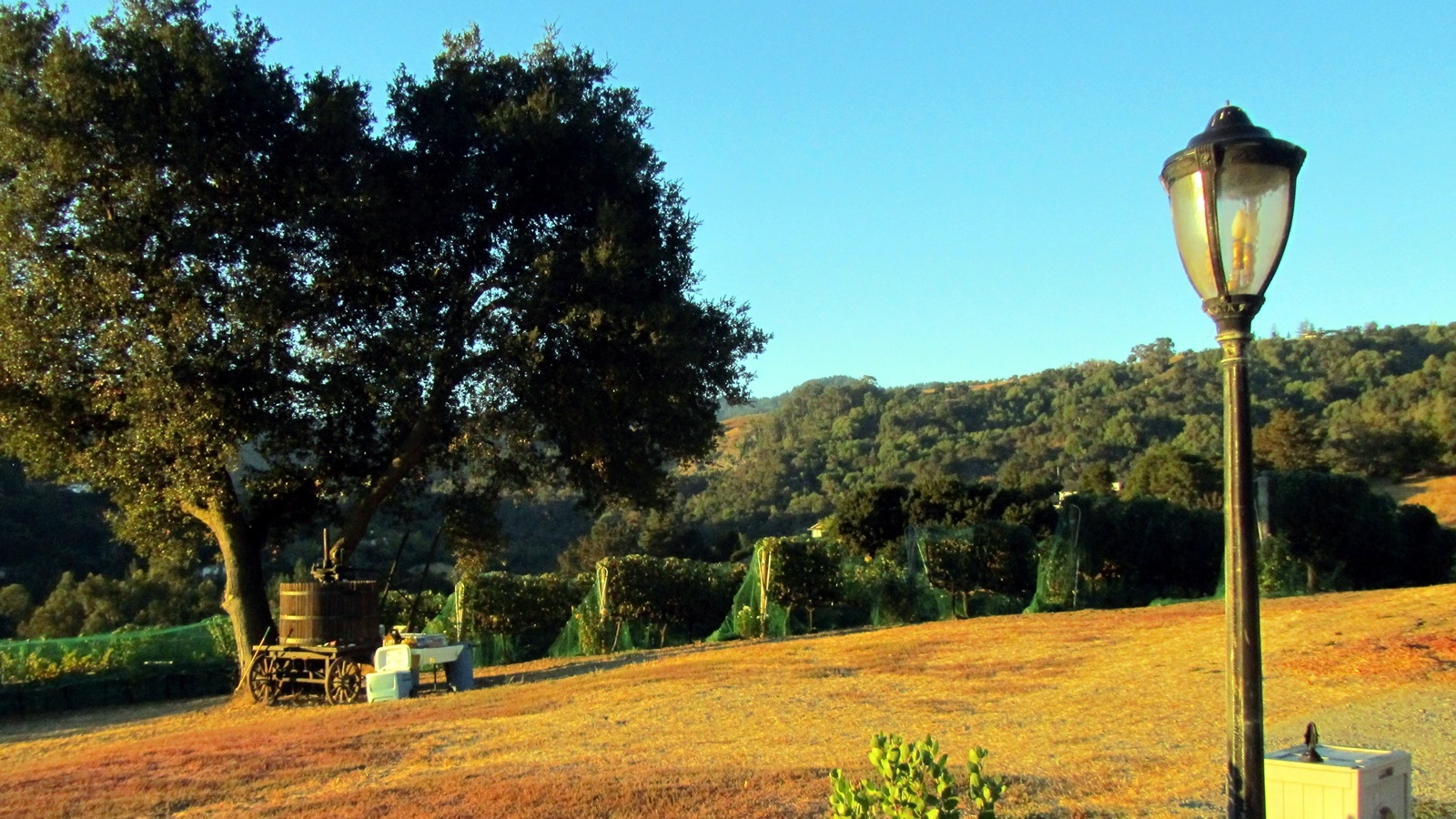 1 Vineyard at dawn