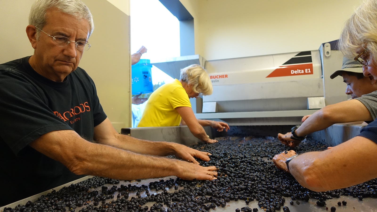 3 Steve Rossi, Jane Ogle, Dominic Chan and Jetti Guenthard sorting berries