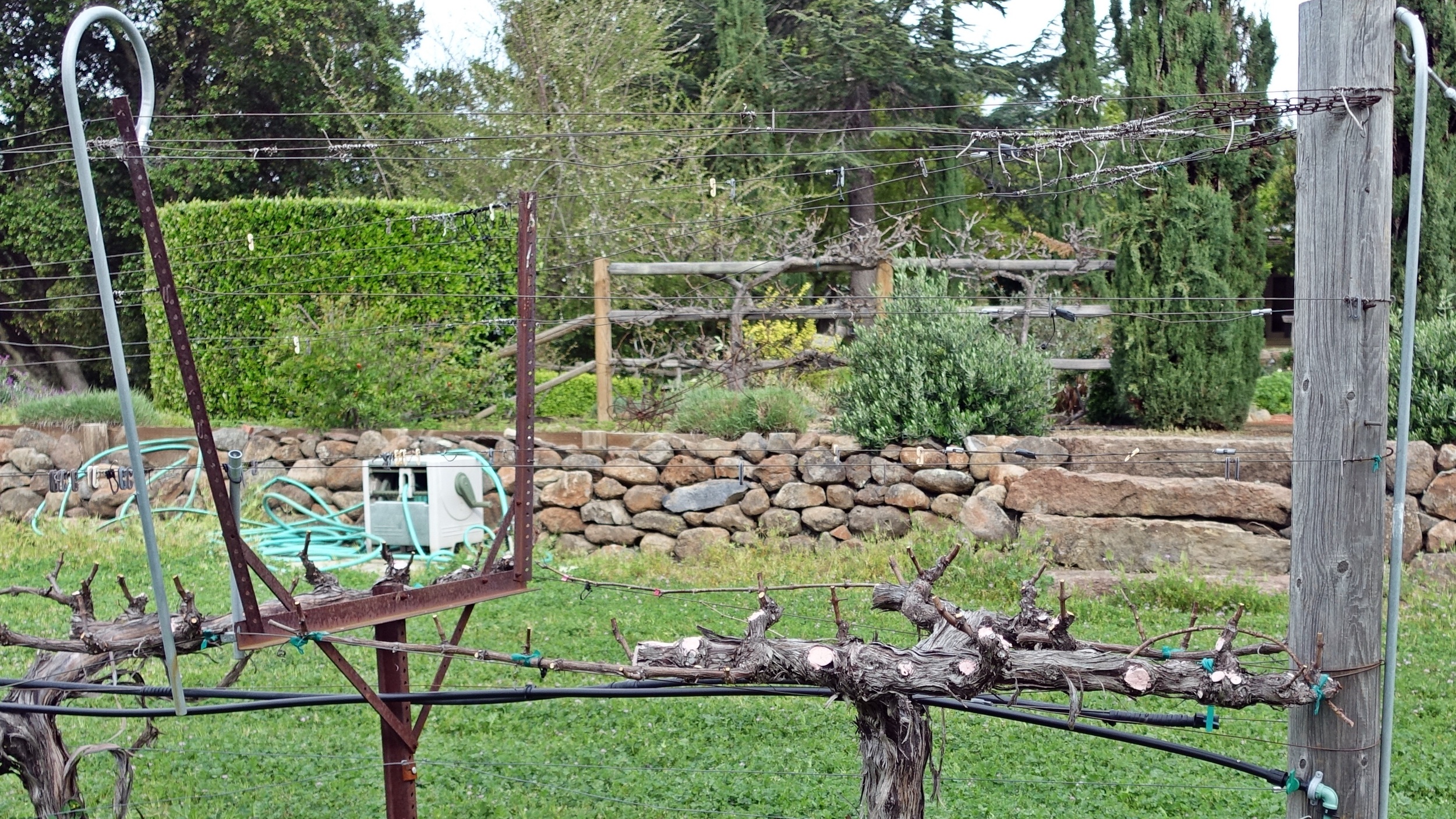 4 Mid March: Canes pruned down to 2 buds every 6-8 inches