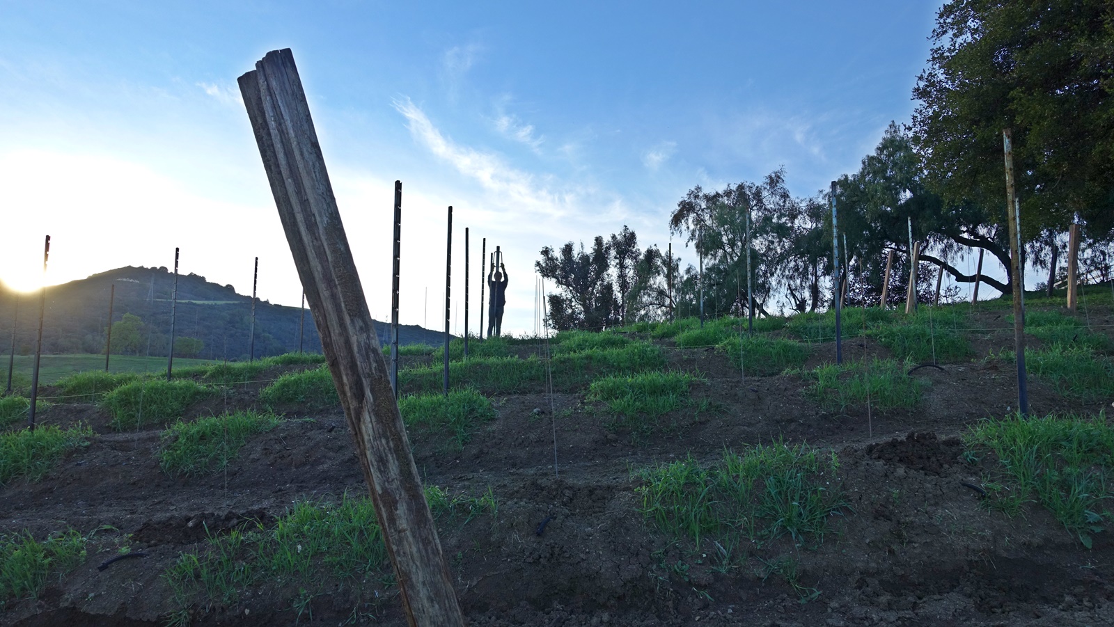 6 Pound in steel posts for guide wires