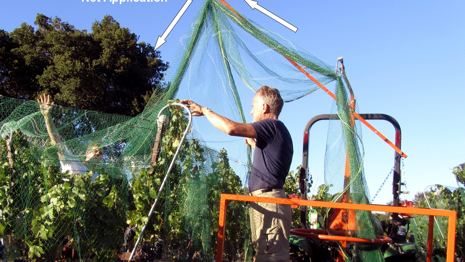 5 Netting: protect from birds