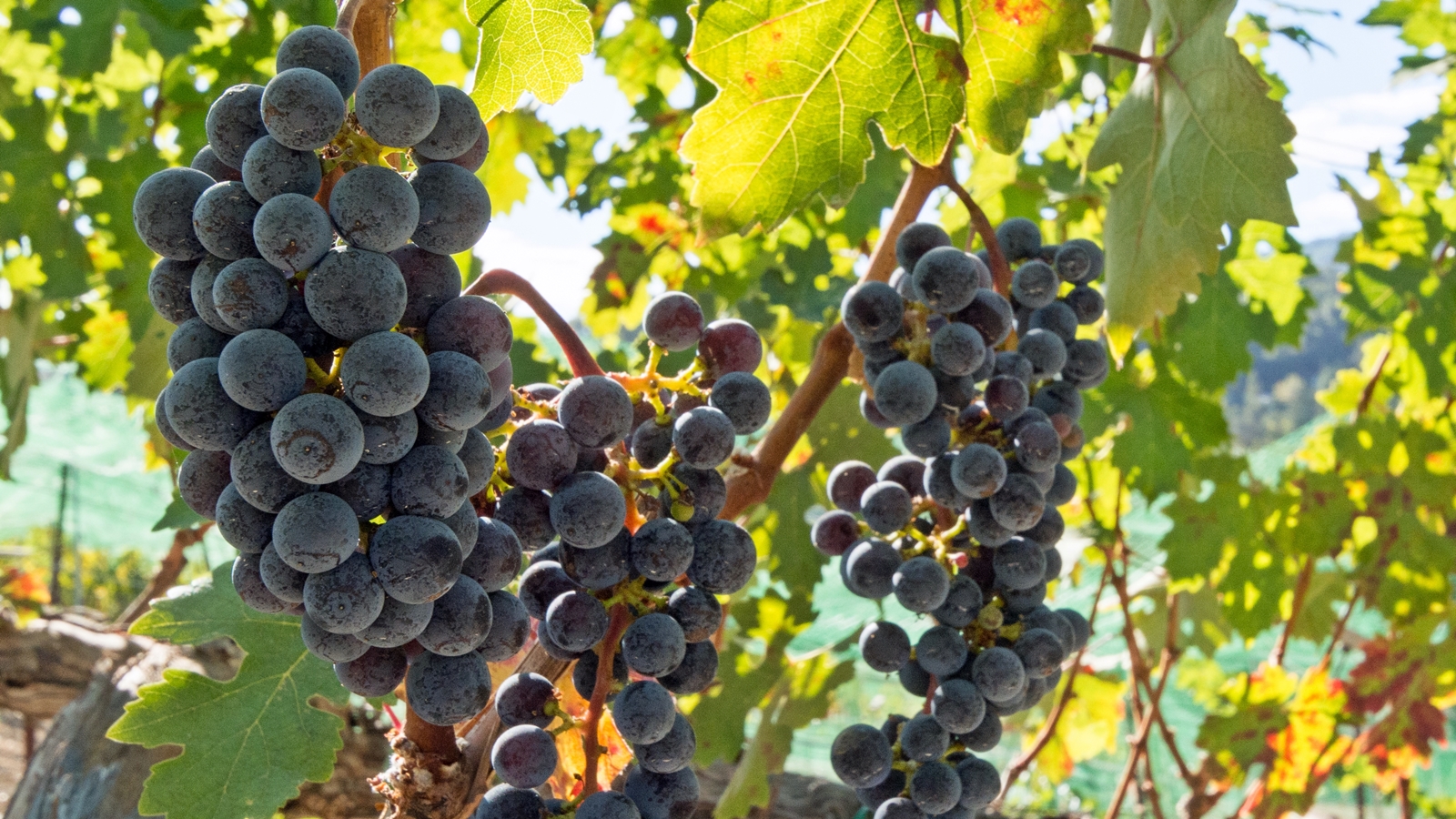 Good grapes