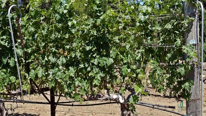 9 Late June: Shoots have reached target length and are clipped on top