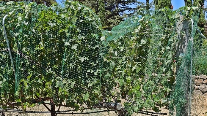 10 Late July: Veraison started, nets have been put on