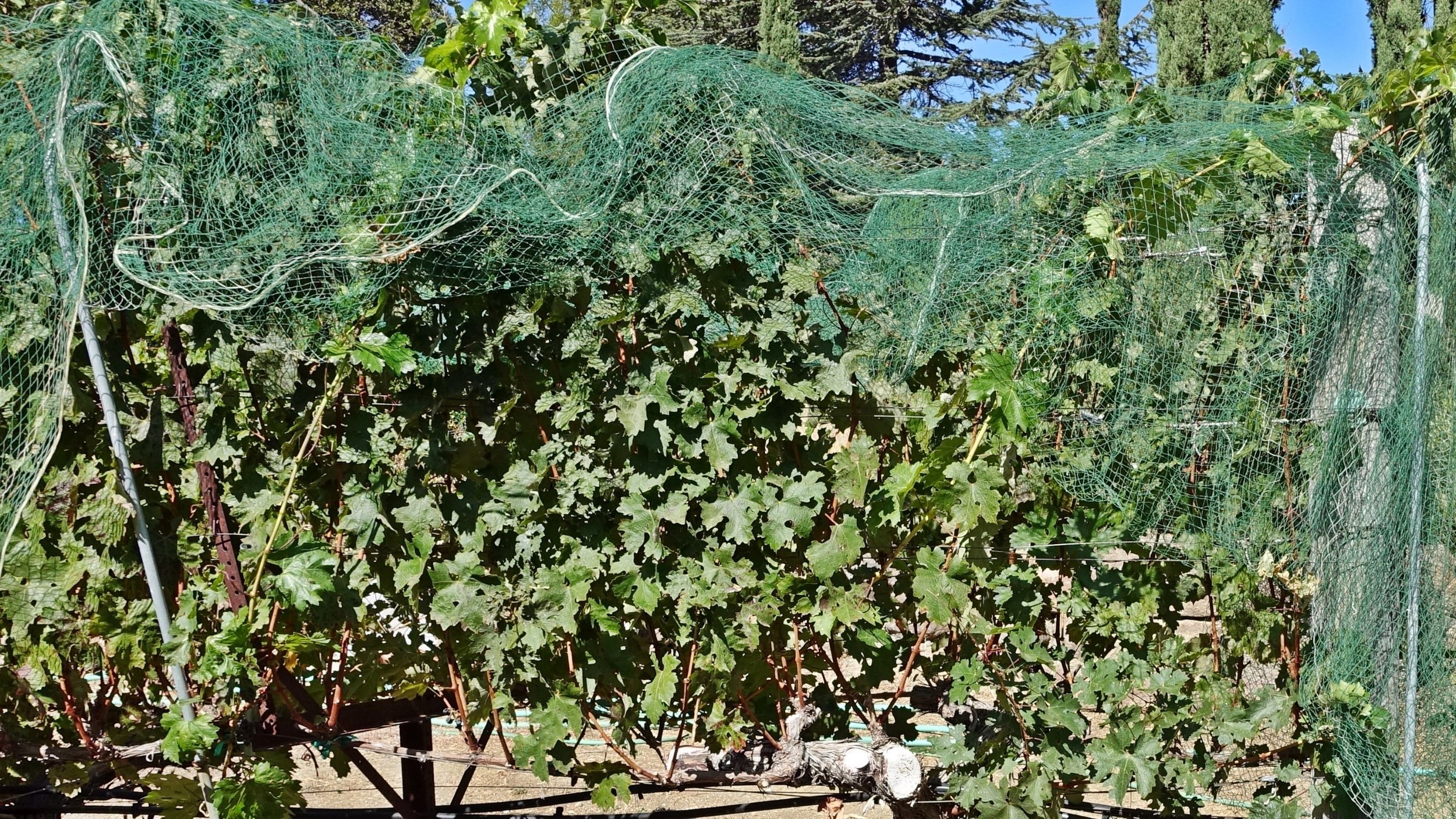 12 October: Getting ready to harvest