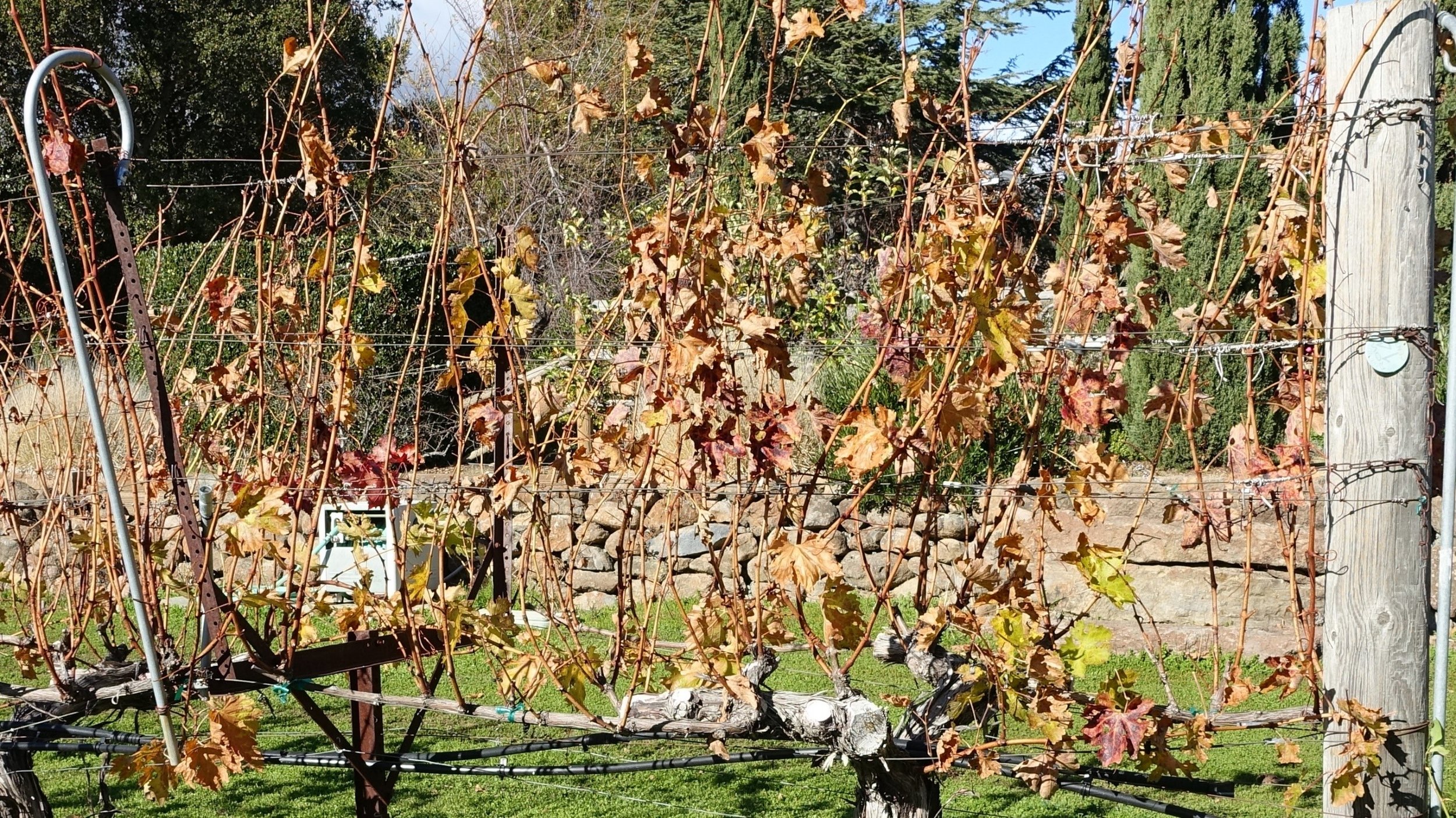 14 December: Leaves have fallen off