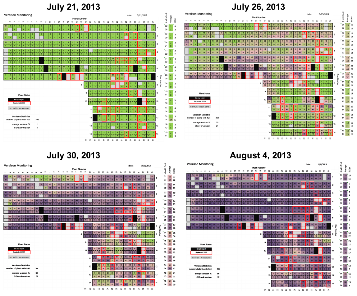 veraison progress 2013.png