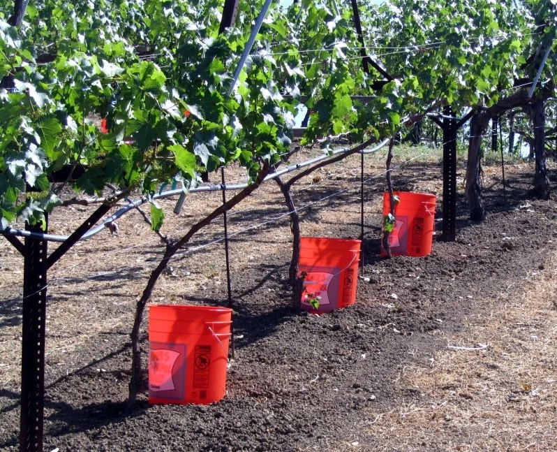 Irrigating new vines.jpg