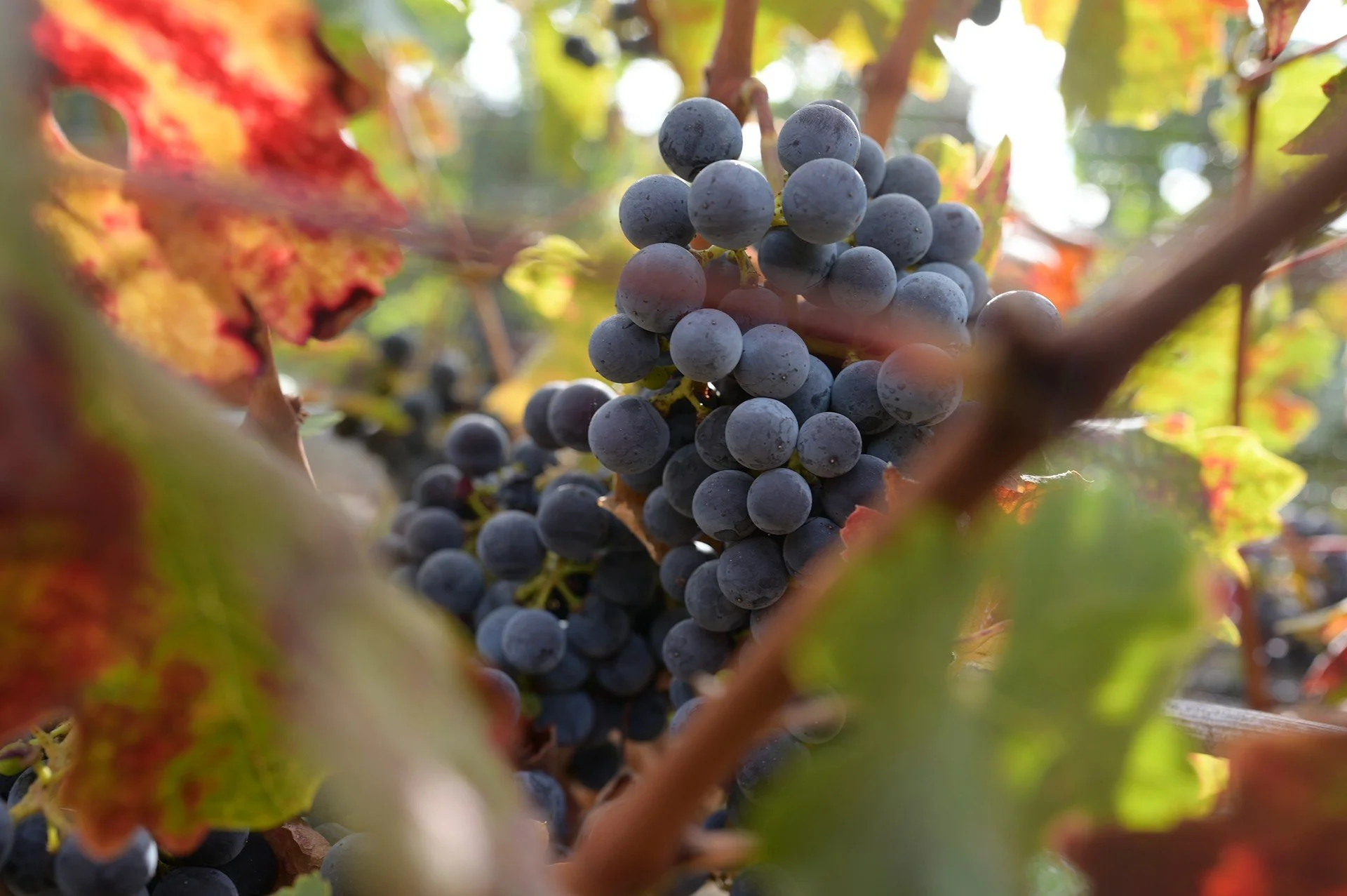 A ripening cluster of Cabernet Sauvignon among turning autumn leaves