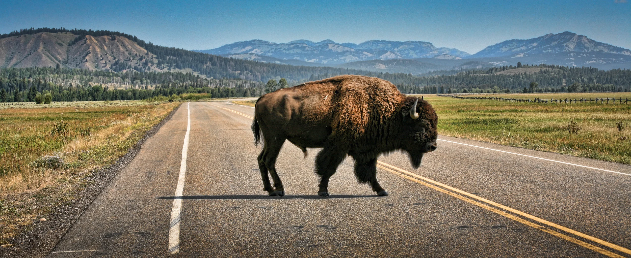 Buffalo Buffalo Buffalo, You Know?