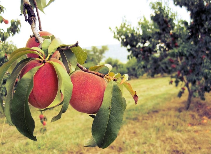 peaches.jpeg