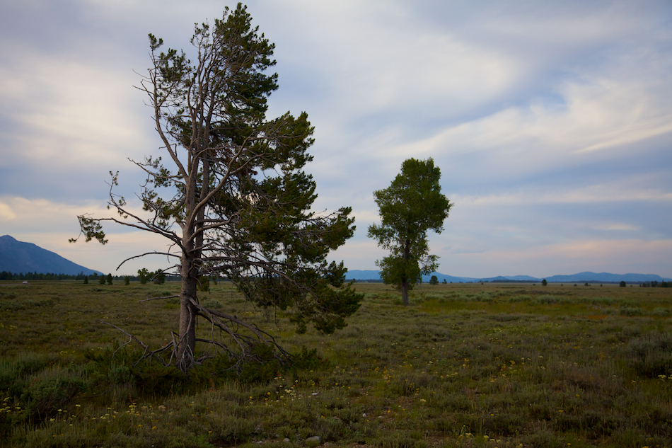 trees