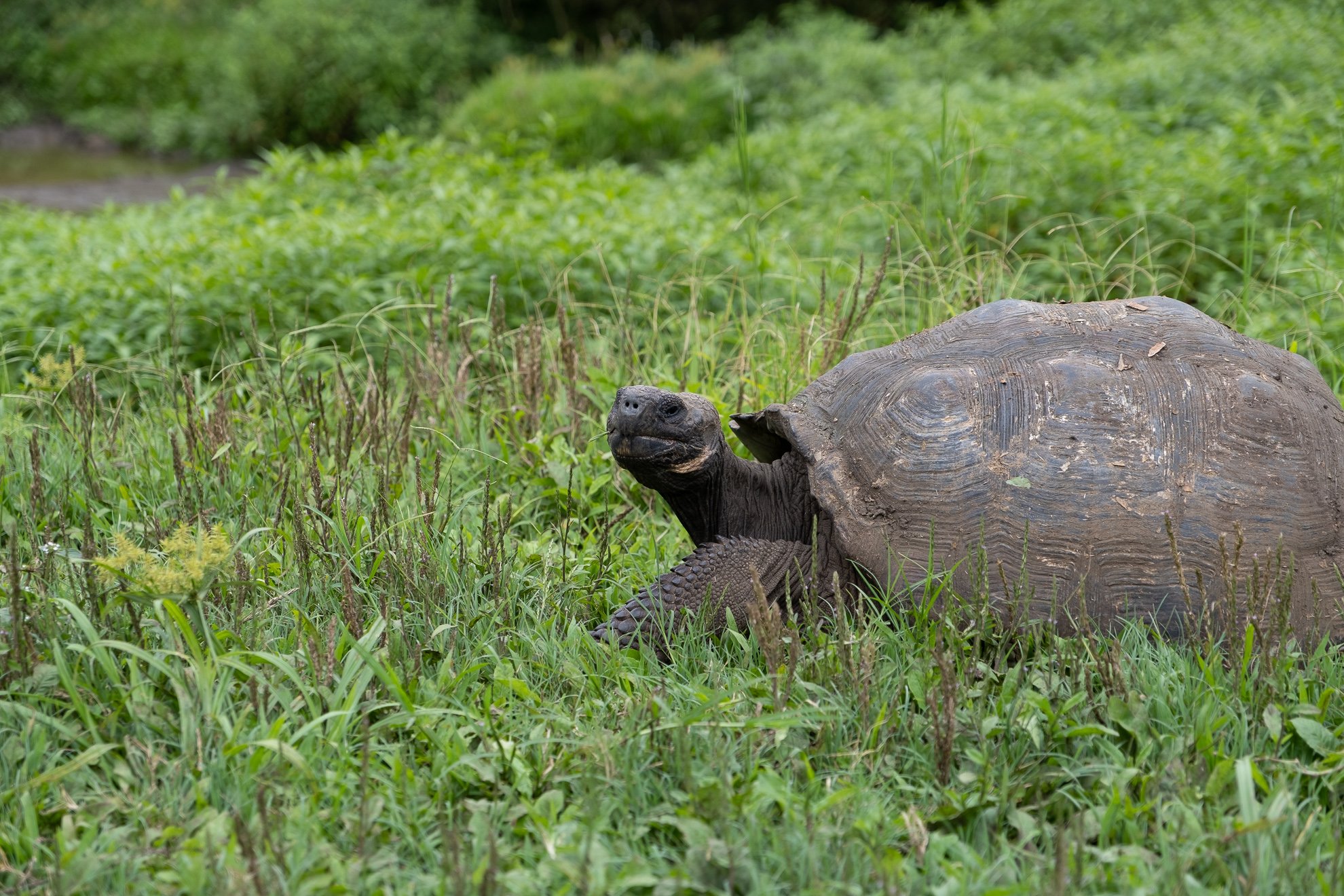 Galapagos-2021-Spratte-23.jpg