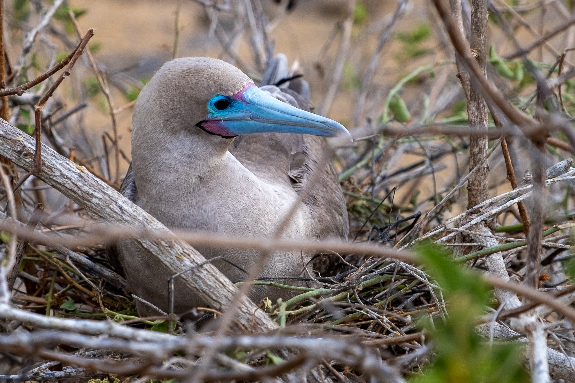 Galapagos-2021-Spratte-46.jpg