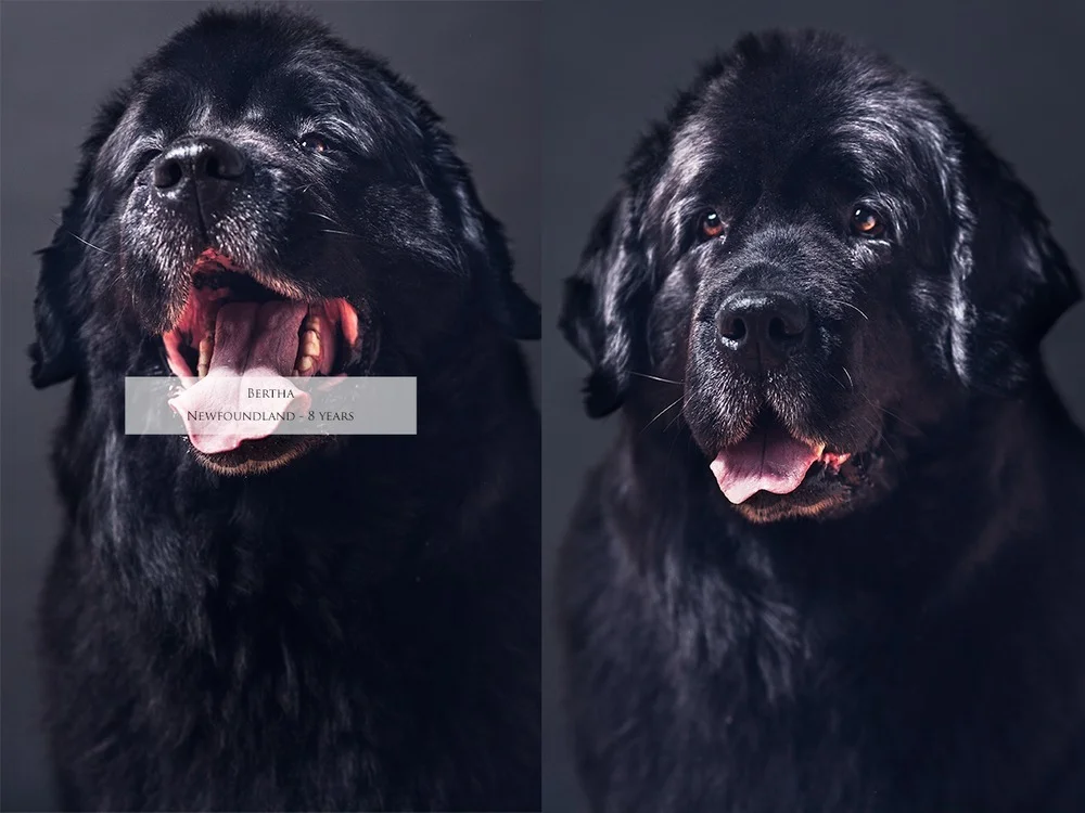 bertha-hund.jpg