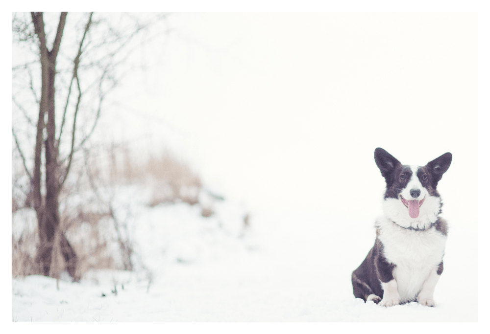 corgie1(1).png