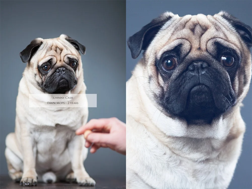 johnnyC-hund.jpg