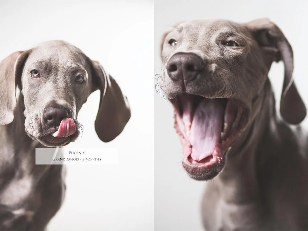 phoenix-hund.jpg