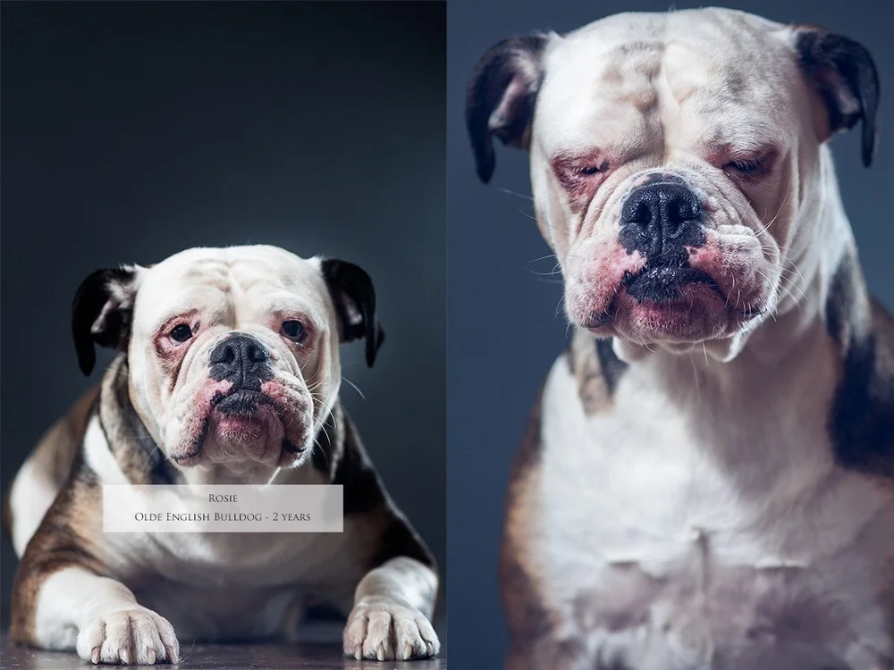 rosie-hund.jpg