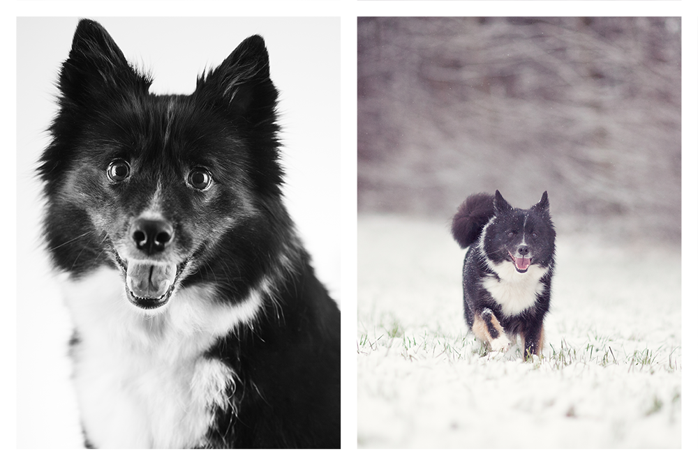 Hunde