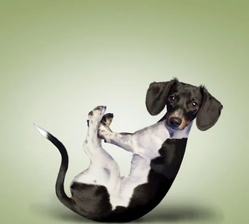 Funny-Dog-Exercise-Graphic.jpg