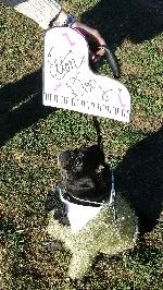 Elton Dog won third prize and took home treats from All Natural Dog Treats Handmade in Brooklyn . 