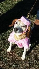 Jackie O came in a close second and won a free month of classes from Go Fetch Run and a bag of delicious treats from our sponsor All Natural Dog Treats Handmade in Brooklyn.
