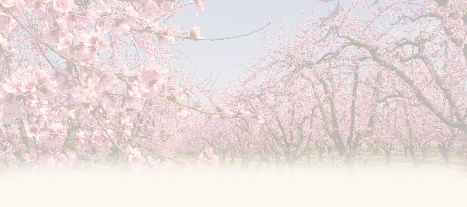 peach-orchard.jpg