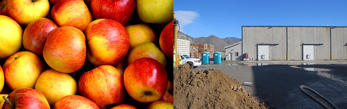 The Wenatchee Valley – the nation’s top apple and pear producer – keeps grocery aisles around the world stocked year-round by using massive, specially constructed warehouses designed to slow the ripening process.