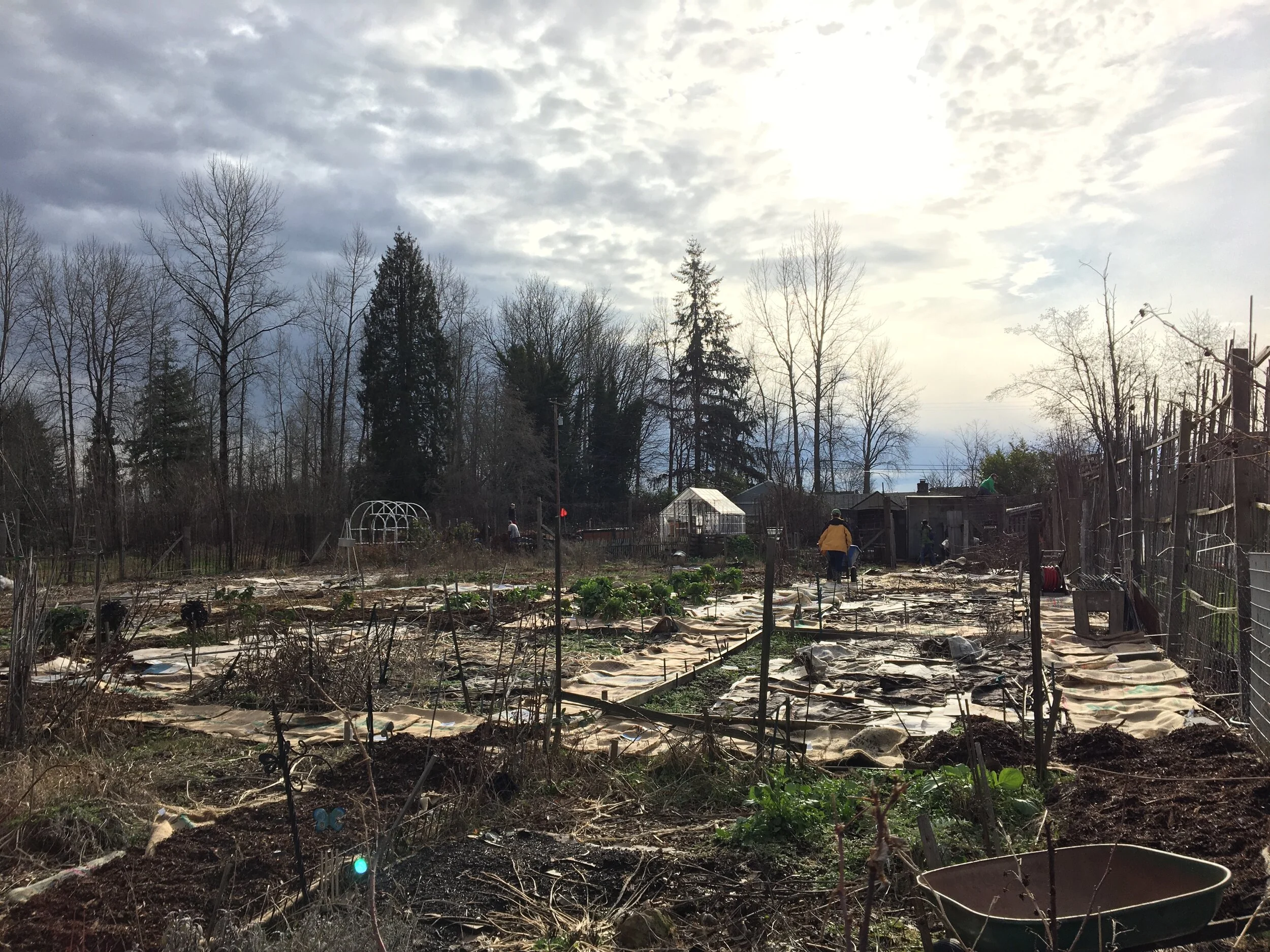 Garden paths in progress. Lisa in background.JPG