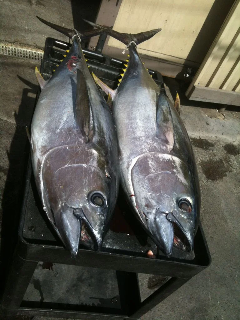 big_eye_tuna2.jpg