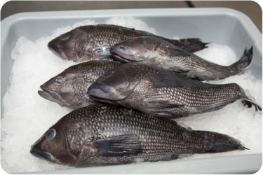Rhode Island Black Sea Bass — The Local Catch, Inc.™ - The Best