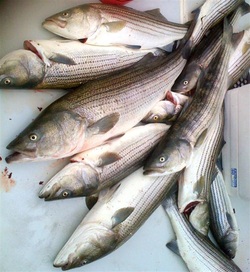 Striped bass — The Local Catch, Inc.™ - The Best Rhode Island Seafood!