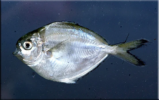 Butterfish.jpg