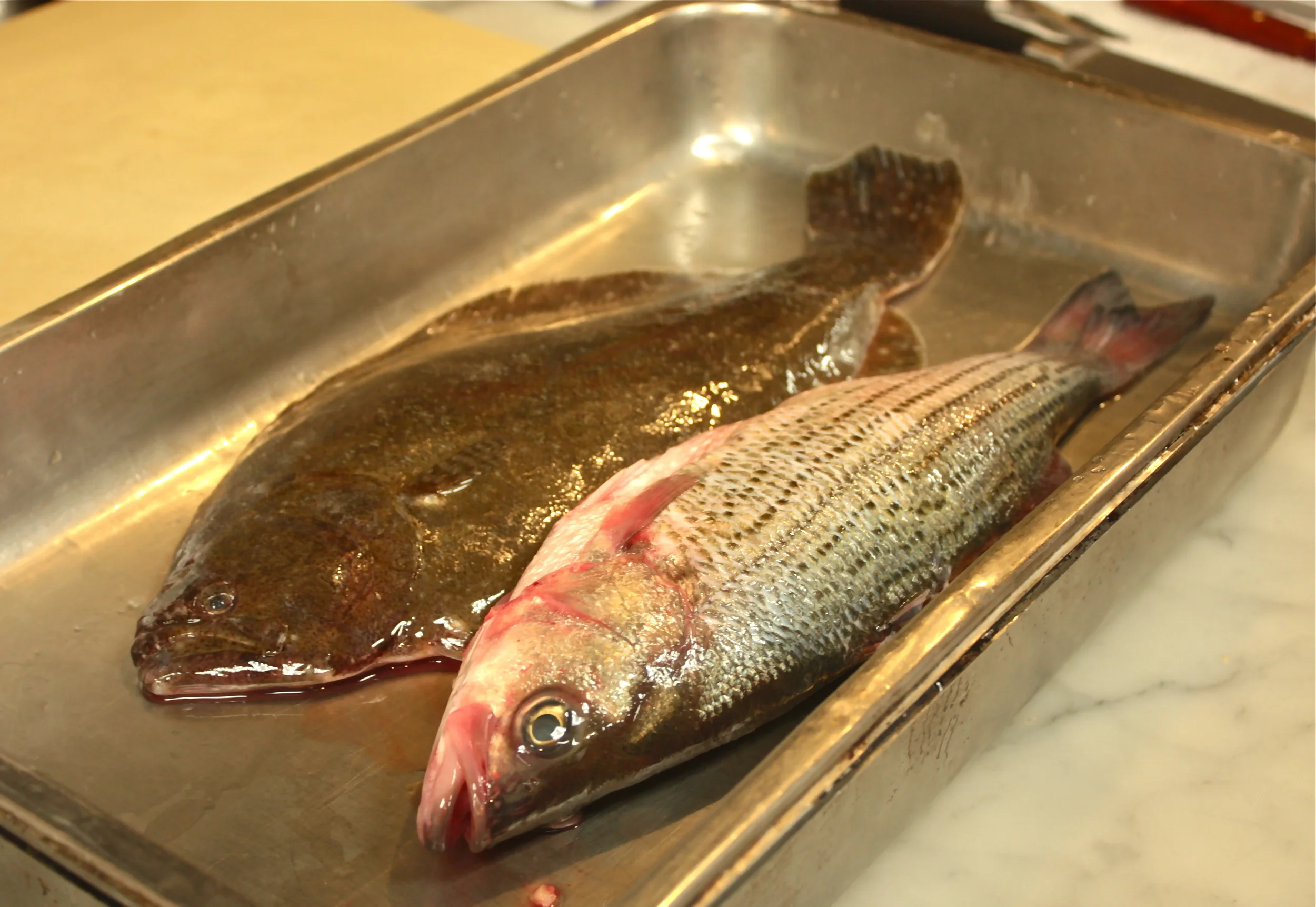 Flat and Round fish.jpg