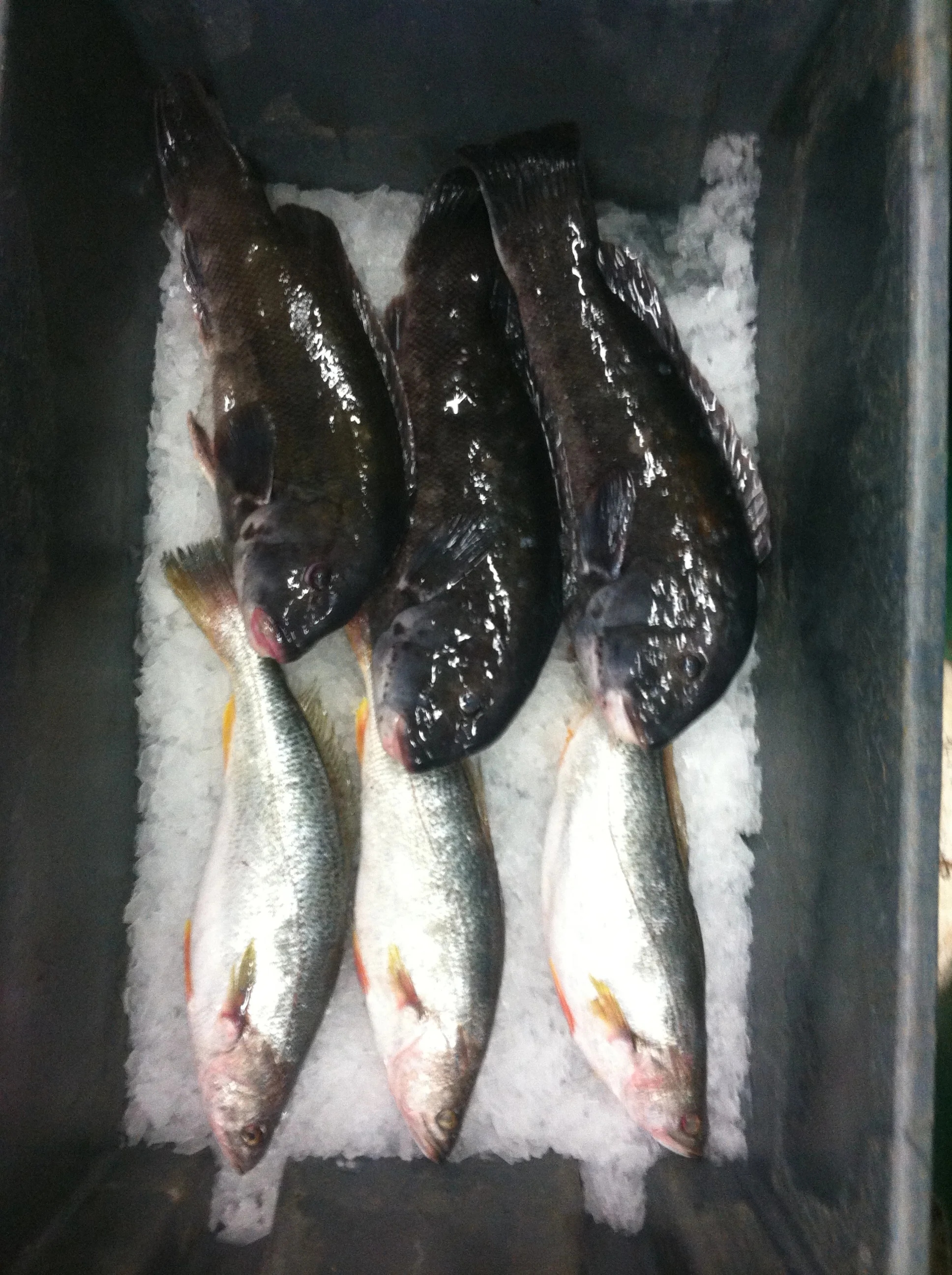 blackfish & weakfish.jpg
