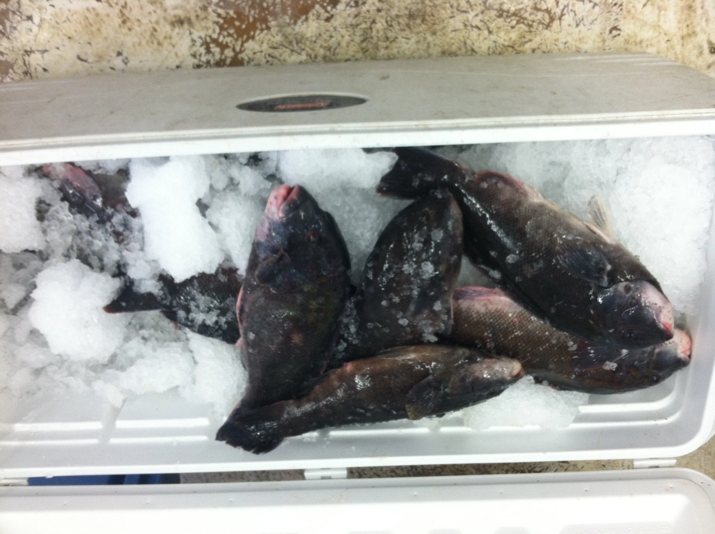 blackfish1a.jpg